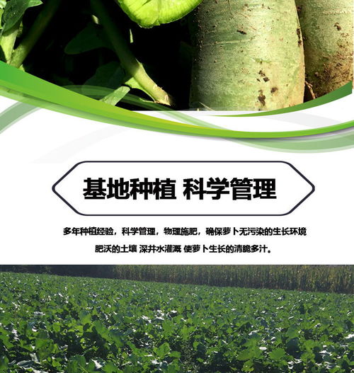 濰縣青蘿卜 孕期健康小幫手，新鮮脆甜的營養(yǎng)選擇