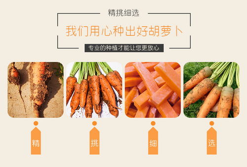 開封特產(chǎn) 新鮮現(xiàn)挖胡蘿卜，沙土孕育的甘甜滋味